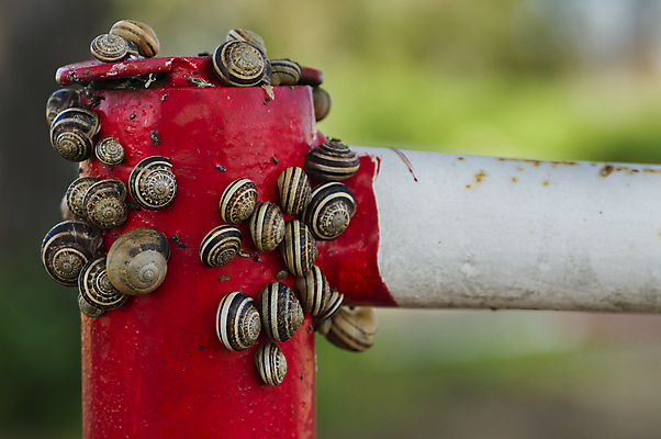 포토 JPG 해외이미지 동물 자연 휴식 거리 사람없음 빨간색 흰색 도시 봉 땅바닥 해외202004 해외포토 컬러 컨셉 바닥 생태계 파일형식 이미지허브