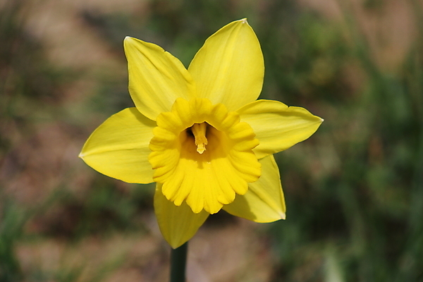 포토 JPG 해외이미지 식물 꽃 꽃무늬 자연 사람없음 봄 개화 수선화 해외202004 해외포토 계절 무늬 생태계 파일형식 이미지허브