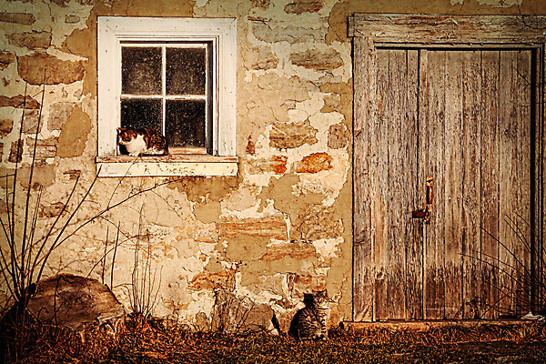 포토 JPG 해외이미지 나무 구름 잎 겨울 밭 농업 자연 하늘 날씨 풍경 사람없음 야외 건물 목재 태양 농장 농경지 고양이 목장 골동품 가을 시골 낟알 밭일 옛날 해외202004 해외포토 자연요소 식물 건축물 계절 산업 재료 포유류 반려동물 생태계 파일형식 이미지허브