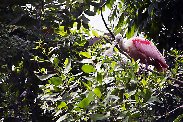 포토 JPG 해외이미지 나무 동물 야생동물 잎 자연 조류 종류 사람없음 물 컬러풀 세계 반사 나뭇가지 습지 큼 부리 내추럴 해외202004 해외포토 자연요소 식물 컬러 크기 생태계 파일형식 이미지허브