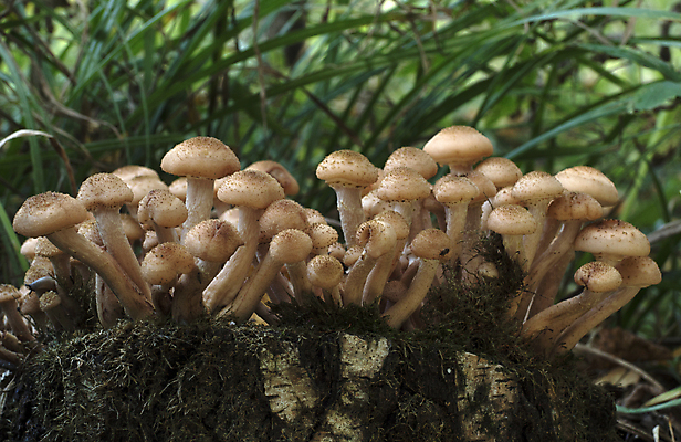 포토 JPG 해외이미지 나무 계절 자연 이끼 사람없음 여름 노란색 버섯 가을 숲 유기농 날것 곰팡이 그물버섯 해외202004 해외포토 식물 웰빙 컬러 생태계 파일형식 이미지허브