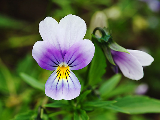 포토 JPG 해외이미지 식물 계절 꽃잎 꽃 백그라운드 자연 사랑 사람없음 여름 컬러풀 노란색 머리 보라색 벚꽃 가을 제비꽃 고립 해외202004 해외포토 감정 컬러 신체부위 생태계 파일형식 이미지허브