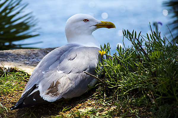 포토 JPG 해외이미지 유럽 야생동물 바다 백그라운드 날개 자연 갈매기 조류 하늘 사람없음 야외 초록색 물 여름 파란색 컬러풀 흰색 닫기 깃털 부리 해외202004 해외포토 자연요소 동물 계절 나라 컬러 모션 생태계 파일형식 이미지허브