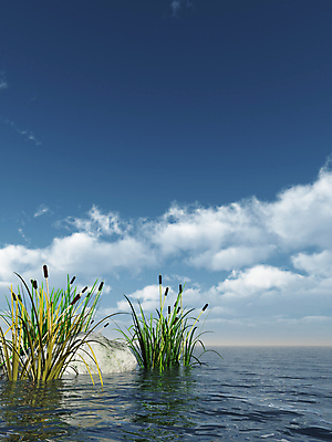 포토 JPG 해외이미지 식물 구름 계절 호수 바다 백그라운드 잎 꽃무늬 패턴 일러스트 자연 하늘 갈대 풍경 사람없음 야외 초록색 물 여름 파란색 3D 평화 수확 성장 가을 습지 큼 내추럴 해외202004 해외포토 자연요소 꽃 컬러 컨셉 무늬 농업 크기 디지털합성 생태계 파일형식 이미지허브