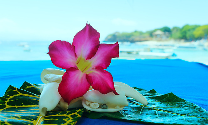 포토 JPG 해외이미지 꽃 모래 바다 여행 백그라운드 컨셉 패턴 자연 휴가 휴식 불가사리 연체동물 아이디어 선물 해변 사람없음 야외 가로 빨간색 초록색 물 여름 햇빛 벚꽃 껍질 심볼 순수 오브젝트 싱글 멀리 내추럴 해외202004 해외포토 자연요소 식물 계절 컬러 무늬 극피동물 무척추동물 태양 생태계 파일형식 이미지허브