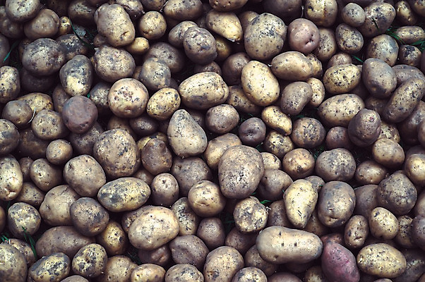 포토 JPG 해외이미지 식물 전통 문화 지구 음식 백그라운드 밭 농업 다이어트 채소 자연 감자 사람없음 야외 초록색 농작물 농장 농경지 갈색 정원 흙 수확 성장 시골 신선 맛 큼 땅 유기농 질감 복고 날것 러시아 뿌리 장면 성분 내추럴 땅바닥 숙성 심기 줄서기 세련 해외202004 해외포토 웰빙 유럽 산업 컬러 컨셉 모션 바닥 건강 크기 생태계 파일형식 이미지허브