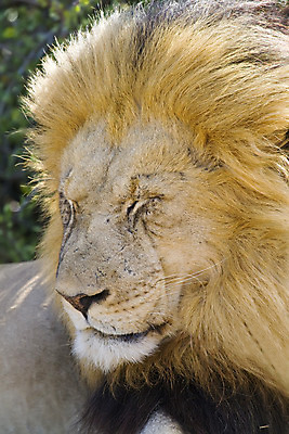 포토 JPG 해외이미지 동물 야생동물 포유류 아프리카 자연 수염 털 자 사람없음 고양이 힘 입 치아 위험 사자 큼 왕 사파리 육식동물 5 갈기 사냥꾼 육식 사자자리 표범 리갈 왕국 웅장함 힘찬 해외202004 해외포토 직업 나라 컨셉 문구용품 신체부위 반려동물 숫자 별자리 소화기관 크기 생태계 파일형식 이미지허브