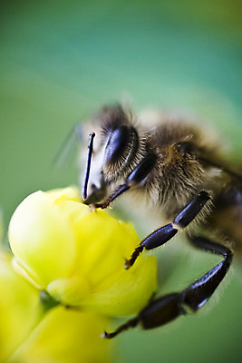 포토 JPG 해외이미지 동물 꽃 야생동물 음식 곤충 자연 사람없음 야외 노란색 환경 외계인 황무지 보호 작음 묘사 생물학 꽃가루 꿀 찌르기 생태학 해외202004 해외포토 식물 교육 컬러 컨셉 모션 미확인물체 크기 가루 생태계 파일형식 이미지허브