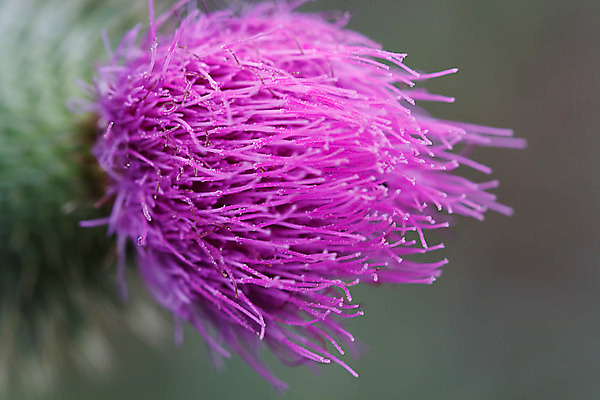 포토 JPG 해외이미지 식물 꽃잎 꽃 분홍색 꽃다발 꽃무늬 자연 사람 사람없음 빨간색 머리 봄 튤립 벚꽃 개화 우아함 확대 오브젝트 싱글 데이지 향기 꽃가루 캐모마일 해외202004 해외포토 계절 컬러 컨셉 무늬 신체부위 가루 허브 생태계 냄새 파일형식 이미지허브