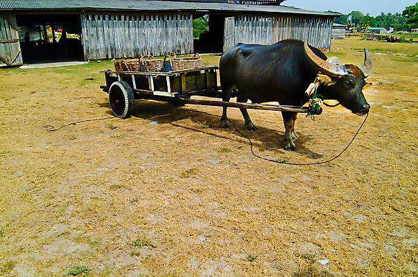 포토 JPG 해외이미지 나무 식물 동물 아시아 야생동물 밭 포유류 자연 밥 뿔 동양인 사람없음 야외 초록색 물 농장 힘 업무 소 숲 큼 먹기 황소 진흙 무거움 동물상 해외202004 해외포토 자연요소 나라 음식 컬러 농업 모션 인종 조형물 작업 무게 크기 생태계 파일형식 이미지허브