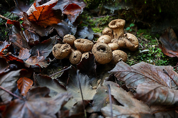 포토 JPG 해외이미지 식물 계절 음식 백그라운드 다이어트 과일 재료 공 자연 건강 이끼 요리 사람없음 목재 초록색 여름 갈색 환경 식사 버섯 수확 가을 흰색 신선 닫기 숲 먹기 묘사 유기농 날것 내추럴 곰팡이 그물버섯 식용 채식주의자 캡모자 해외202004 해외포토 나무 모자_잡화 웰빙 컬러 농업 모션 생태계 채식 파일형식 이미지허브