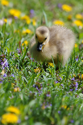 포토 JPG 해외이미지 동물 야생동물 이동 날개 가족 자연 조류 함께함 사람없음 야외 초록색 반려동물 노란색 봄 산책 시골 아기 그룹 먹기 깃털 부리 거위 물새 물갈퀴 내추럴 많음 해외202004 해외포토 계절 컬러 컨셉 관계 모션 휴식 사람 생태계 파일형식 이미지허브