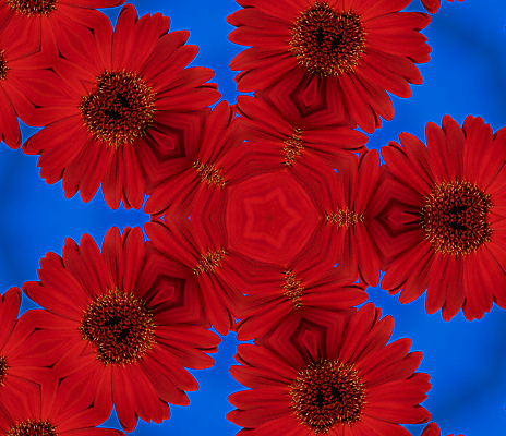 포토 JPG 해외이미지 식물 계절 꽃 백그라운드 꽃무늬 사람없음 빨간색 파란색 컬러풀 정원 봄 벚꽃 개화 묘사 원예 데이지 심플 거베라 고립 고체 해외202004 해외포토 컬러 무늬 취미 파일형식 이미지허브