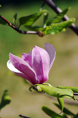 포토 JPG 해외이미지 나무 식물 계절 꽃잎 꽃 분홍색 백그라운드 잎 자연 기술 사람없음 야외 장식 초록색 머리 정원 봄 펼침 성장 벚꽃 흰색 나뭇가지 신선 개화 그룹 변화 순수 오브젝트 싱글 향기 부드러움 목련 고립 해외202004 해외포토 컬러 컨셉 모션 신체부위 감각 생태계 냄새 파일형식 이미지허브