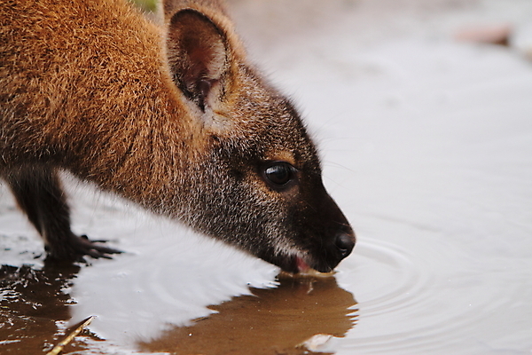 포토 JPG 해외이미지 여자 얼굴 음료 포유류 초식동물 털 사람없음 물 호주 혀 코 귀 해외202004 해외포토 자연요소 동물 사람 신체부위 입 오세아니아 파일형식 이미지허브