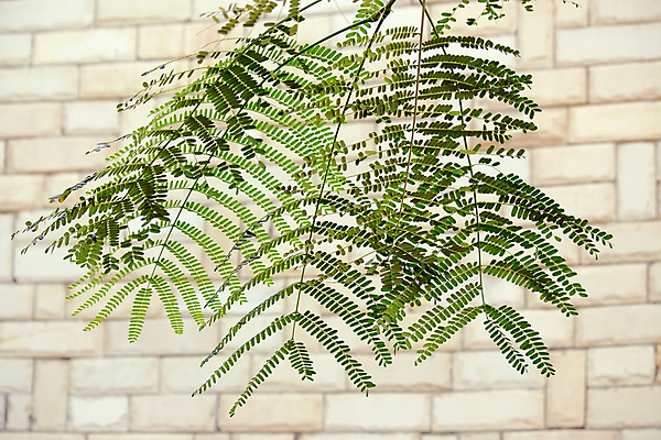 포토 JPG 해외이미지 식물 벽 백그라운드 잎 사람없음 건물 초록색 나뭇가지 그림 특별함 흥미 해외202004 해외포토 나무 건축물 컬러 컨셉 파일형식 이미지허브