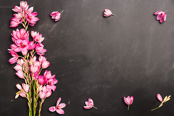 포토 JPG 해외이미지 계절 기념일 꽃 행복 분홍색 꽃다발 결혼 백그라운드 꽃무늬 자연 탁자 엄마 휴가 부활절 발렌타인데이 선물 사랑 이벤트 사람없음 초록색 여름 컬러풀 우주 어둠 침묵 봄 공백 회색 벚꽃 바위 축하 인사 신선 신용카드 우아함 정상 다발 엽서 초대 내추럴 석판 파스텔톤 카피스페이스 해외202004 해외포토 식물 감정 컬러 가구 컨셉 무늬 가족 데이이벤트 금융 소리 돌_바위 예절 편지 생태계 파일형식 이미지허브