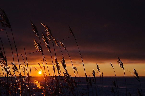 포토 JPG 해외이미지 식물 구름 계절 실루엣 줄기 겨울 오렌지 자연 지팡이 하늘 아침 스웨덴 빨대 갈대 풍경 사람없음 야외 빛 컬러풀 햇빛 태양 일출 얼음 황혼 일몰 새벽 습지 저녁 장면 수평선 해외202004 해외포토 주간 자연요소 컬러 과일 촬영기법 북유럽 노을 야간 생태계 파일형식 이미지허브