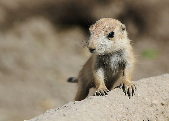 포토 JPG 해외이미지 한마리 야생동물 포유류 서기 사람없음 야외 프레리도그 해외202004 해외포토 동물 1 모션 파일형식 이미지허브