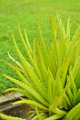 포토 JPG 해외이미지 식물 섬 잎 밭 자연 건강 사람없음 치료 초록색 물 약 성장 흰색 신선 떨어짐 약초 허브 유기농 내추럴 알로에 해외202004 해외포토 자연요소 웰빙 컬러 컨셉 농업 의학 풀_식물 생태계 파일형식 이미지허브