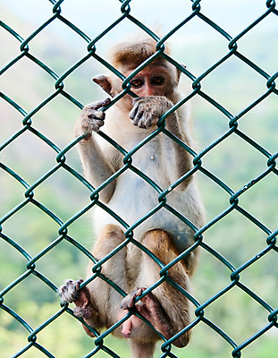 포토 JPG 해외이미지 동물 헤어스타일 응시 시선 얼굴 생각 통신 세포 동물원 사람없음 반려동물 머리 금속 침묵 회색 원숭이 주름 작음 스마트 날카로움 새장 유인원 치타 섬광 심각 철책 해외202004 해외포토 컬러 컨셉 포유류 재질 신체부위 소리 크기 케이지 파일형식 이미지허브