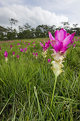 포토 JPG 해외이미지 식물 꽃잎 꽃 감정 문화 길 밧줄 줄기 여행 백그라운드 잎 꽃무늬 태국 자연 사람없음 빨간색 초록색 컬러풀 태양 정원 보라색 봄 산책 튤립 안개 벚꽃 신선 싱글 내추럴 방법 영원 해외202004 해외포토 자연요소 계절 아시아 줄 컬러 무늬 날씨 휴식 생태계 파일형식 이미지허브