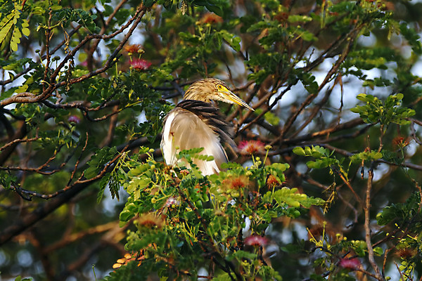 포토 JPG 해외이미지 나무 동물 여자 남자 아시아 얼굴 야생동물 백그라운드 날개 자연 조류 사람없음 야외 목재 가로 초록색 컬러풀 머리 환경 나뭇가지 연못 막대기 닫기 숲 왜가리 깃털 꼬리 부리 서식지 생태학 이국적 해외202004 해외포토 식물 교육 나라 컬러 재료 모션 사람 신체부위 생태계 파일형식 이미지허브