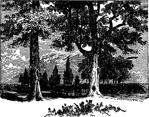 EPS 해외이미지 나무 선 2 일러스트 미술 서기 검은색 수확 흰색 개 그림 판화 피칸 해외202004 해외일러스트 식물 컬러 농업 포유류 모션 문화예술 견과류 파일형식 벡터 이미지허브