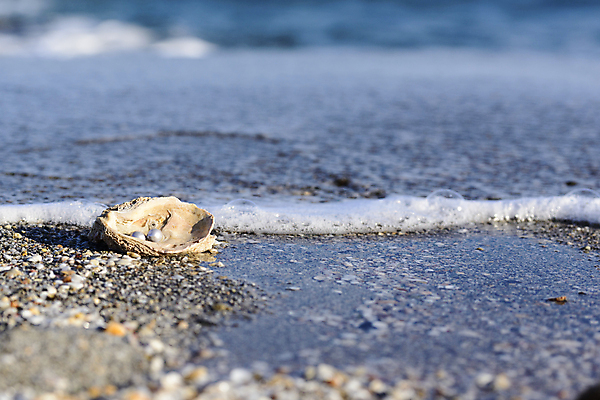 포토 JPG 해외이미지 산업 문화 바다 섬 여행 휴가 조개 선물 사람없음 경제 유행 껍질 굴 화려 고급 우아함 은색 보석 휴양지 기념품 태평양 방문 밭일 여의주 해외202004 해외포토 컬러 컨셉 어패류 장소 광석 오브젝트 파일형식 이미지허브