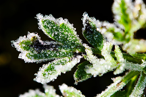 포토 JPG 해외이미지 나무 식물 계절 공원 문화 백그라운드 컨셉 잎 크리스마스 겨울 패턴 자연 추상 휴가 새로움 사람없음 야외 목재 초록색 파란색 환경 얼음 추위 안개 흰색 나뭇가지 가시 숲 12월 크리스탈 연도 묘사 질감 서리 전나무 내추럴 해외202004 해외포토 자연요소 공공시설 기념일 컬러 무늬 재료 날씨 날짜 광석 생태계 파일형식 이미지허브