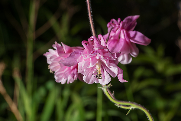 포토 JPG 해외이미지 식물 계절 꽃잎 꽃 백그라운드 꽃무늬 자연 사람없음 장식 초록색 정원 보라색 봄 들꽃 벚꽃 흰색 개화 허브 묘사 원예 보닛 내추럴 고립 꽃수술 스크랩북 영원 해외202004 해외포토 컬러 무늬 자동차 취미 생태계 파일형식 이미지허브