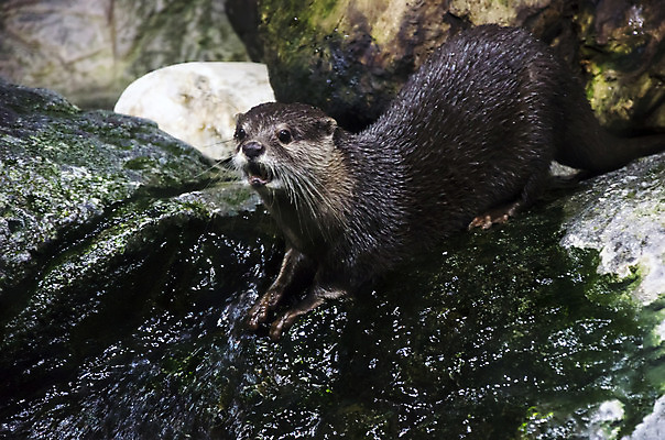 포토 JPG 해외이미지 동물 전통 디자인 옷 유럽 호수 야생동물 음식 바다 백그라운드 패턴 바지 포유류 자연 표면 수염 털 동물원 어류 사람없음 야외 장식 초록색 물 파란색 청춘 강 갈색 유행 식사 어둠 젖음 흰색 직물 신선 도시 면 가장자리 보호 먹이 남색 당구 먹기 묘사 질감 땀 캔버스 육식동물 섬유 육식 내추럴 그런지 동물상 옛날 스타일 해외202004 해외포토 자연요소 나라 컬러 컨셉 무늬 모션 하의 조형물 구기 수중동물 둘레 생태계 파일형식 이미지허브