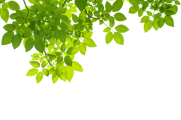 포토 JPG 해외이미지 나무 식물 공원 곤충 백그라운드 잎 자연 프레임 그림자 사람없음 야외 초록색 태양 우주 정원 맑음 침묵 봄 성장 흰색 나뭇가지 신선 투명 숲 묘사 유기농 질감 내추럴 고립 디테일 해외202004 해외포토 자연요소 동물 웰빙 계절 공공시설 컬러 날씨 소리 생태계 파일형식 이미지허브