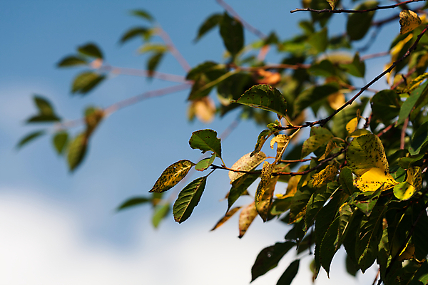 포토 JPG 해외이미지 나무 식물 계절 백그라운드 단풍 잎 오렌지 자연 하늘 사람없음 야외 빨간색 초록색 여름 파란색 빛 태양 노란색 광선 가을 나뭇가지 숲 내추럴 해외202004 해외포토 자연요소 컬러 과일 생태계 파일형식 이미지허브