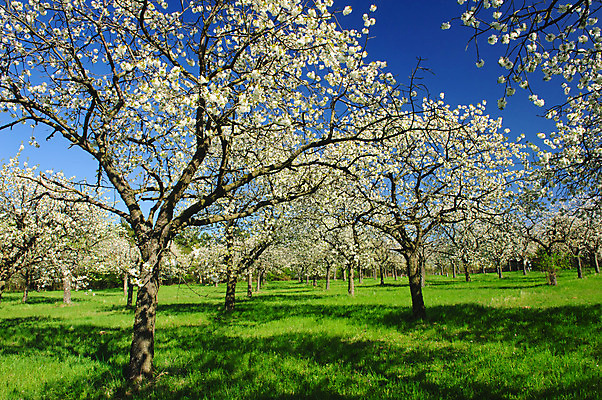 포토 JPG 해외이미지 나무 배너 계절 공원 꽃 농업 과일 자연 하늘 파노라마 풍경 사람없음 초록색 파란색 농장 환경 정원 봄 벚꽃 나뭇가지 개화 사과 숲 과수원 원예 체코 내추럴 줄서기 많음 해외202004 해외포토 식물 공공시설 유럽 산업 컬러 컨셉 모션 촬영기법 취미 생태계 파일형식 이미지허브