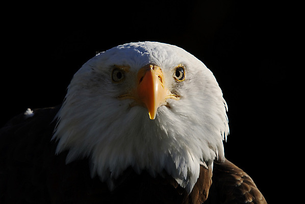 포토 JPG 해외이미지 동물 야생동물 조류 사람없음 흰색 먹이 독수리 육식동물 대머리 해외202004 해외포토 헤어스타일 컬러 파일형식 이미지허브