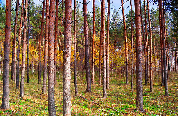 포토 JPG 해외이미지 나무 식물 계절 꽃 선 잎 자연 그림자 풍경 사람없음 가로 초록색 파란색 빛 햇빛 갈색 노란색 침묵 가을 나뭇가지 소나무 숲 땅 배열 장면 상록수 자작나무 내추럴 해외202004 해외포토 컬러 태양 소리 생태계 파일형식 이미지허브