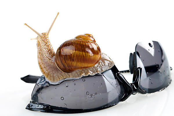 포토 JPG 해외이미지 계절 길 조개 연체동물 나선형 사람없음 물 선글라스 정원 검은색 껍질 흰색 물방울 소라 떨어짐 자르기 묘사 느림 리빙 고립 민달팽이 진짜 해외202004 해외포토 자연요소 안경 컬러 컨셉 무늬 모션 어패류 무척추동물 파일형식 달팽이_동물 이미지허브