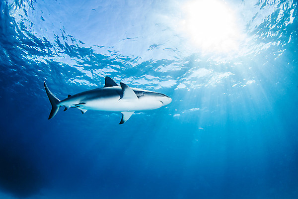 포토 JPG 해외이미지 동물 야생동물 스포츠 바다 여행 백그라운드 자연 어류 사람없음 야외 물 파란색 바닷속 수중 산호 위험 다이빙 육식동물 암초 깊이 바하마 해외202004 해외포토 자연요소 컬러 컨셉 수영 수중동물 자포동물 생태계 수중스포츠 파일형식 이미지허브