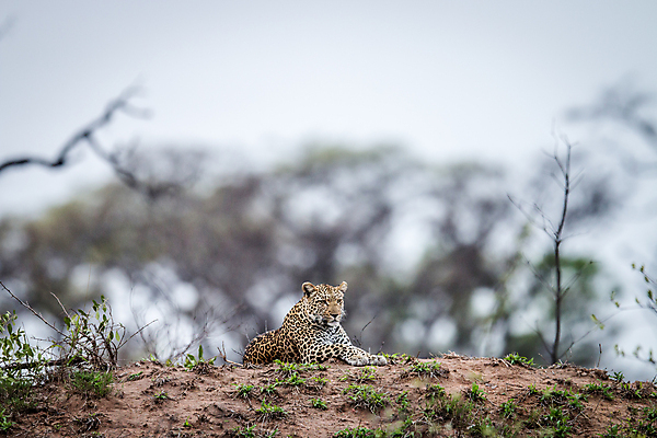 포토 JPG 해외이미지 동물 척추동물 응시 공원 야생동물 여행 포유류 아프리카 자연 친절 털 사람없음 야외 환경 고양이 힘 행성 운전 게임 황무지 보호 위험 큼 모피 심볼 사파리 속도 육식동물 사냥꾼 표범 내추럴 사바나 전국 해외202004 해외포토 직업 시선 공공시설 나라 컨셉 모션 놀이 반려동물 우주 크기 생태계 파일형식 이미지허브