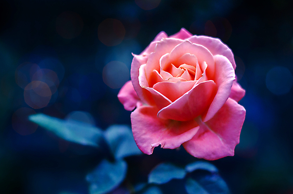 포토 JPG 해외이미지 식물 디자인 꽃잎 꽃 분홍색 결혼 백그라운드 꽃무늬 자연 추상 발렌타인데이 선물 사랑 미술 사람없음 빛 장미 노란색 보라색 스파 봄 수확 벚꽃 흰색 축하 인사 신용카드 우아함 달콤 소프트포커스 다발 제비꽃 질감 보케 부드러움 내추럴 강렬 블러 파스텔톤 해외202004 해외포토 계절 감정 컬러 컨셉 무늬 농업 데이이벤트 문화예술 촬영기법 이벤트 금융 예절 감각 맛 생태계 파일형식 이미지허브