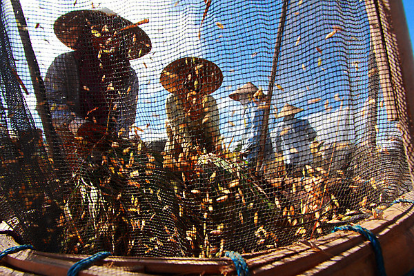 포토 JPG 해외이미지 식물 전통 아시아 문화 음식 줄기 농업 밥 씨앗 사람 사람없음 야외 초록색 농작물 농장 수확 껍질 시골 그물 떨어짐 농부 낟알 발리 인도네시아 커뮤니티 밀짚 논밭 숙성 해외202004 해외포토 직업 나라 산업 컬러 섬 컨셉 밭 논 짚 파일형식 이미지허브