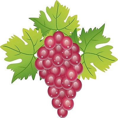 EPS 해외이미지 식물 디자인 산업 음식 백그라운드 잎 꽃무늬 패턴 농업 과일 일러스트 자연 포도 추상 건강 미술 풍경 장식 초록색 물 여름 빛 농작물 컬러풀 농장 와인 정원 보라색 봄 수확 흰색 나뭇가지 화려 맛 떨어짐 다발 먹기 포도밭 포도나무 내추럴 고립 숙성 해외202004 해외일러스트 자연요소 나무 계절 꽃 컬러 컨셉 무늬 밭 모션 문화예술 주류 과일나무 생태계 파일형식 벡터 이미지허브