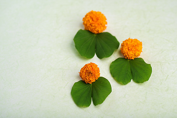 포토 JPG 해외이미지 나무 전통 꽃 행복 종교 문화 백그라운드 잎 휴가 사람없음 초록색 약 축제 축하 황금 인도인 심볼 예배 신성 램 숭배 필승 힌두교 해외202004 해외포토 외국인 식물 감정 컬러 컨셉 의학 동양인 우승 파일형식 이미지허브