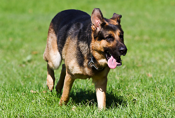 포토 JPG 해외이미지 주간 공원 사람없음 야외 반려동물 달리기 개 강아지 사냥개 셰퍼드 해외202004 해외포토 자연요소 동물 공공시설 포유류 모션 파일형식 이미지허브