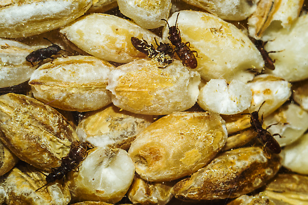 포토 JPG 해외이미지 동물 아시아 음식 곤충 백그라운드 태국 요리 동양인 사람없음 갈색 식사 저녁식사 중국 튀김 시장 벌레 그릴 큼 전갈 먹기 딱정벌레 대나무 속도 지역 애벌레 메뚜기 점심식사 이국적 특별함 해외202004 해외포토 나무 나라 컬러 컨셉 절지류 모션 주방용품 인종 크기 파일형식 이미지허브