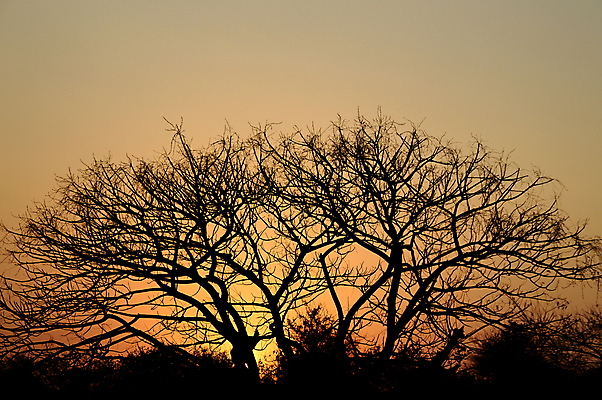 포토 JPG 해외이미지 모양 나무 식물 구름 계절 공원 실루엣 백그라운드 겨울 밭 자연 하늘 날씨 풍경 잔디 사람없음 야외 목재 빨간색 초록색 여름 파란색 태양 평화 환경 검은색 일몰 봄 흰색 시골 숲 땅 장면 상록수 내추럴 생태학 혼자 가문비나무 해외202004 해외포토 자연요소 공공시설 교육 컬러 컨셉 농업 재료 촬영기법 노을 생태계 파일형식 이미지허브
