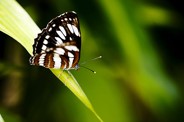 포토 JPG 해외이미지 야생동물 나비 곤충 날개 자연 생물 사람없음 열대우림 해외202004 해외포토 동물 숲 생태계 파일형식 이미지허브