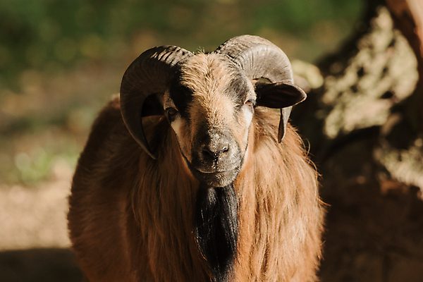 포토 JPG 해외이미지 동물 1 응시 얼굴 음식 백그라운드 밭 농업 포유류 자연 휴가 염소 뿔 사랑 서기 사람없음 야외 초록색 농장 펜 갈색 머리 검은색 가축 봄 우유 시골 달콤 작음 만족 밭일 해외202004 해외포토 시선 계절 감정 산업 컬러 모션 유제품 신체부위 필기구 맛 크기 생태계 파일형식 이미지허브