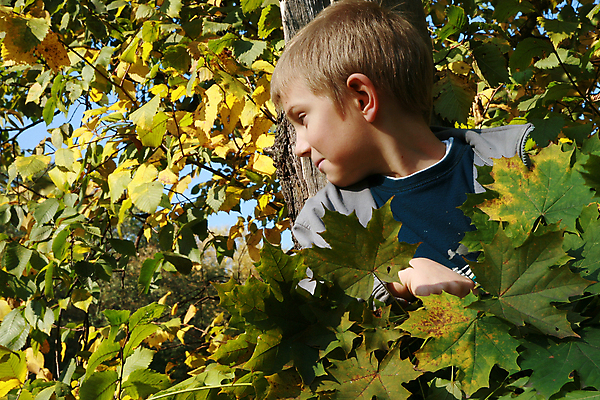 포토 JPG 해외이미지 나무 1 계절 공원 행복 아들 어린이 이동 단풍 잎 생각 가족 자연 한명 미소 웃음 앉기 소년 야외 초록색 금발 햇빛 머리 평화 가을 흰색 시골 황금 숲 명상 쉬는시간 해외202004 해외포토 식물 헤어스타일 공공시설 남자 감정 컬러 컨셉 관계 모션 휴식 표정 사람 신체부위 태양 생태계 파일형식 이미지허브